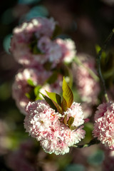 Hanami - Cherry Blossom