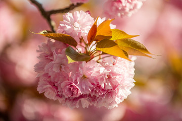 Hanami - Cherry Blossom