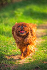 Cavalier King Charles dog breed Ruby runs across the meadow