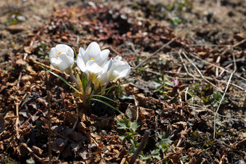 Many closeup white crocuses lit with the sun