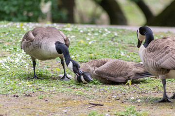 Zwei kämpfende Kanada-Gänse beißen sich in den Hals