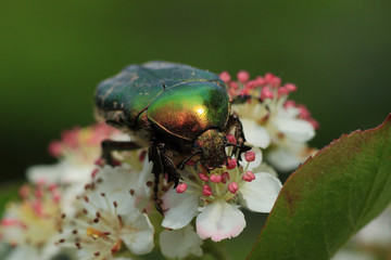 kruszczyca złotawka © Argiz