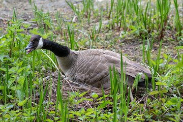 Brütende Kanada-Gans sitzt in ihrem Nest und bewacht ihr Gelege