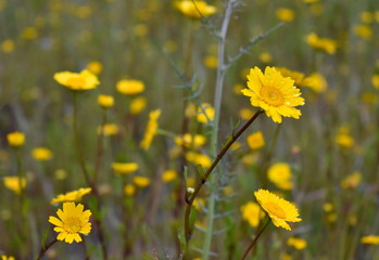 Fototapeta premium Calendula arvensis