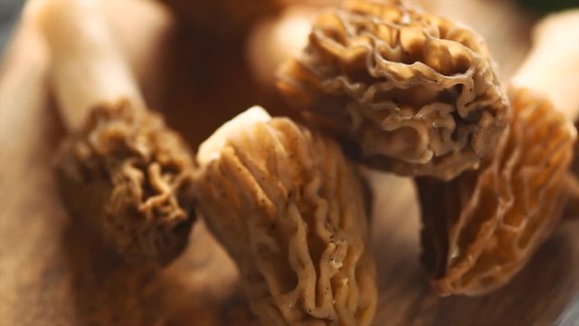 Cooking of morel mushrooms. Edible delicious mushroom, early spring morels on a table, closeup. Morchella. Verpa bohemica. Dolly shot. Slow Motion 4K UHD video footage. 3840X2160