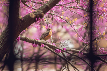 Robin sitting in a flowering redbud tree in the Spring