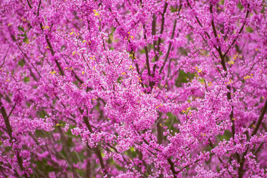 Pink flowering redbud tree in the spring