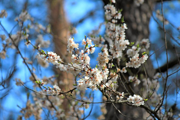 violent blossoming in the early spring