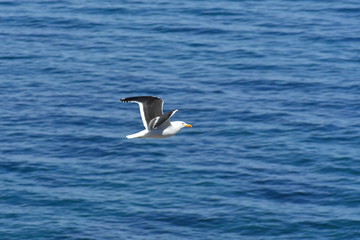 seagull flying in the sky