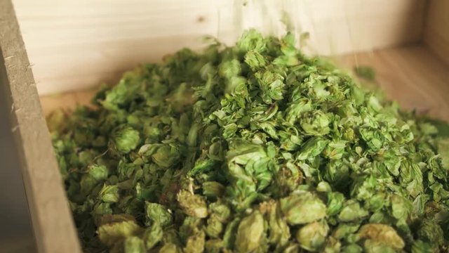 Dried hops trickle in wooden box