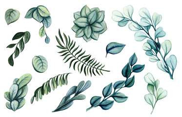 Set of Watercolor Wild Herbs and Leaves