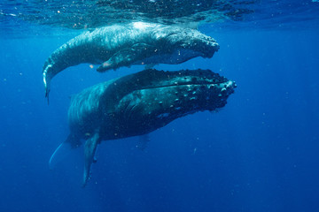 Fototapeta premium クジラ whale TONGA