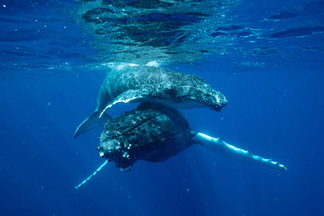 クジラ whale TONGA