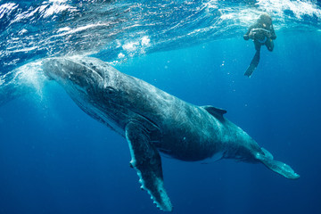 クジラ whale TONGA