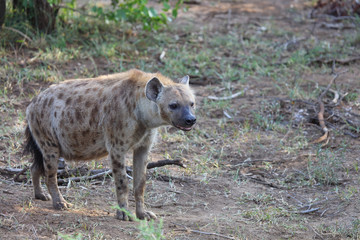 Tüpfelhyäne / Spotted hyaena / Crocuta crocuta