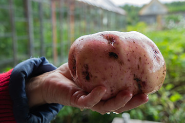 An elderly woman farmer holds potatoes in his hand. Harvesting for storage in winter.