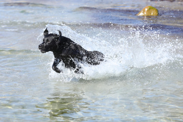 Labrador schwimmt im Meer
