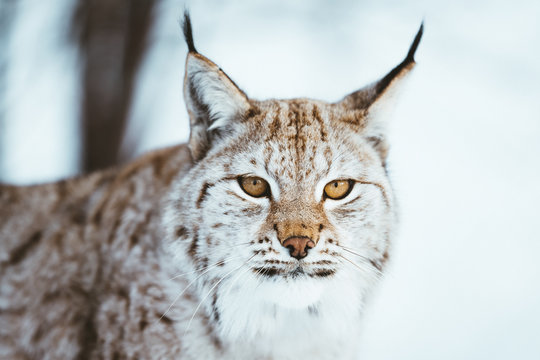 bobcat's horizontal mouth