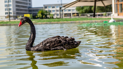 Naklejka premium Bulgaria Samokov Black swan swims in a lake in the town of Samokov.