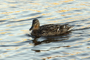 Mallard on water with highlights