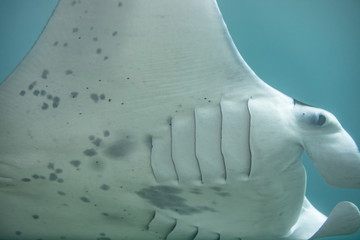 Manta ray in Hawaii