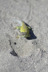 lizard on rock
