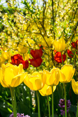 Fototapeta premium Tulpen im Frühling