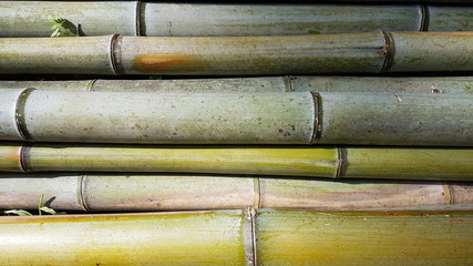 Bambus Stämme Grün auf Stapel