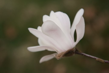 Fototapeta na wymiar White Magnolia flowers