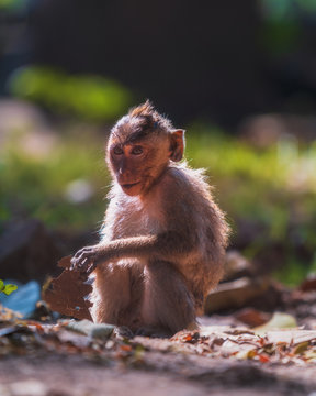 monkey on the ground