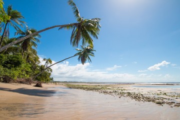 Tropical beach with coconut trees