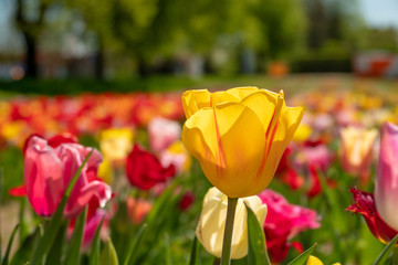 many colourful tulips stand on a tulip field