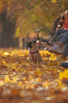 pug dog in leaves, people
