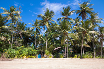 Tropical landscape with coconut trees and blue sky