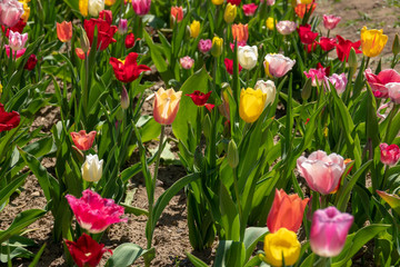 many colourful tulips stand on a tulip field