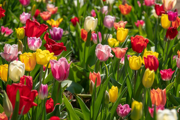 many colourful tulips stand on a tulip field