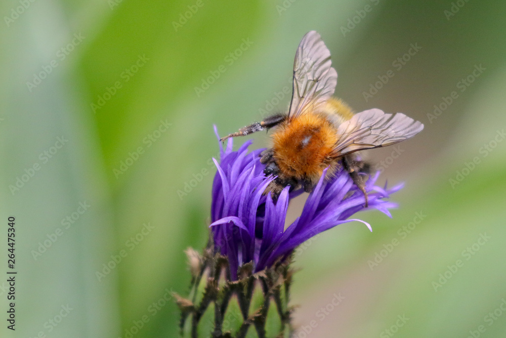 Wall mural spring bee