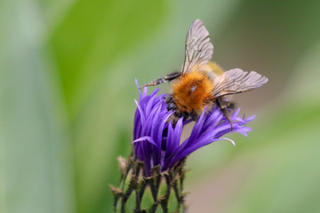 Spring Bee