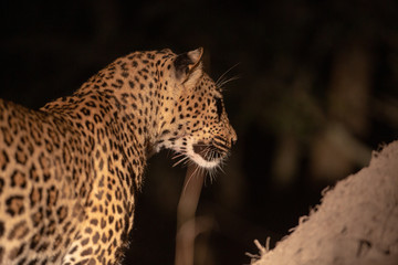 Leopard at night in the spotlight