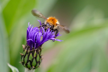 Spring Bee
