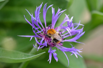 Spring Bee