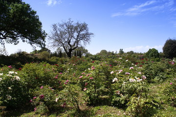 Fototapeta na wymiar Spring in bloom in a garden with clear sky