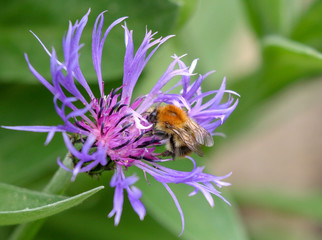 Spring Bee