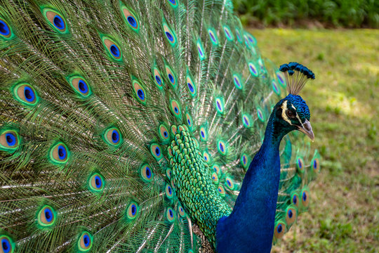 Peacock with feather open showing off for the females nearby