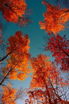 trees in autumn