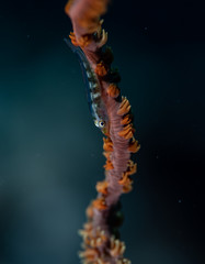 Coral reef fish life