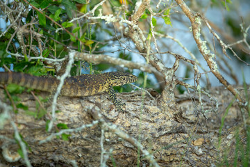 Monitor lizard basking in the open shade on a log