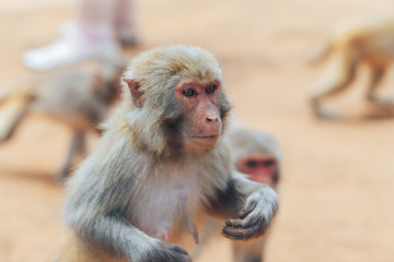 Naklejka premium monkey