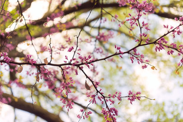 Pink flowering redbud tree in the spring