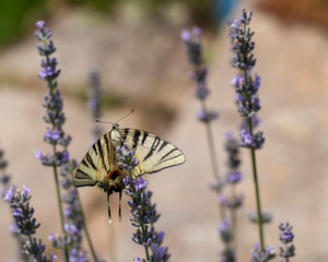 Ein Segelfalter auf einer Lavendelblüte